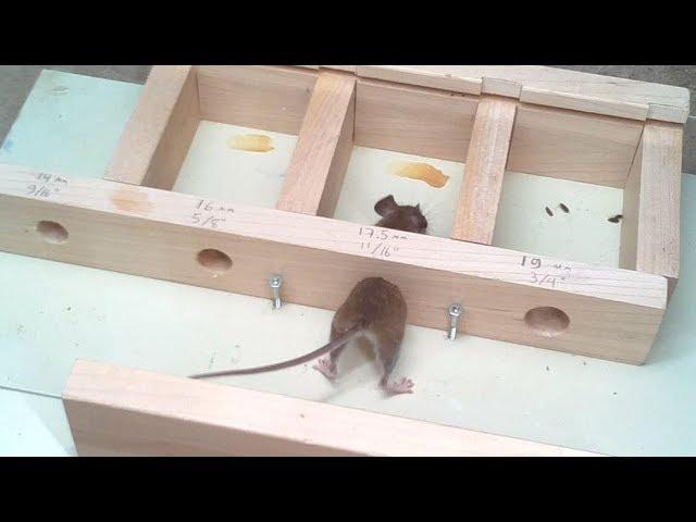 How small a hole can a mouse get through?  Experiments.