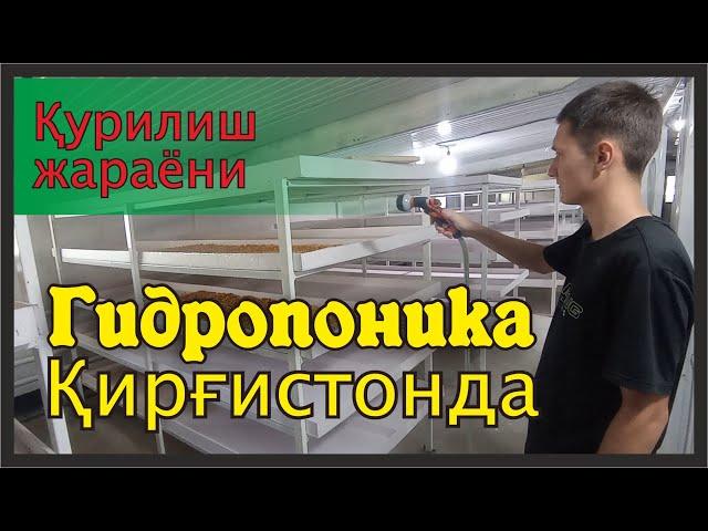 Гидропоника Киргизистонда! - Гидропонная ферма в Киргистане! Gidroponika-Qirgiziston! @rizomuhammad