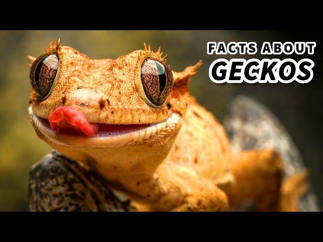 Gecko Facts: Some are LEGLESS? | Animal Fact Files