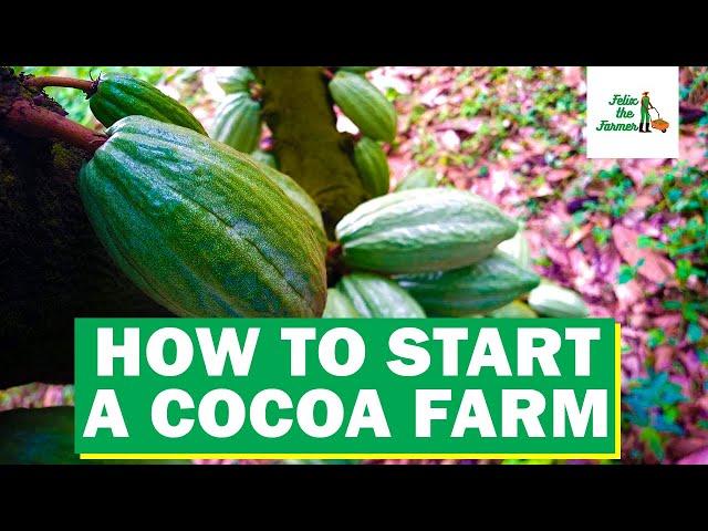 How to start a cocoa farm