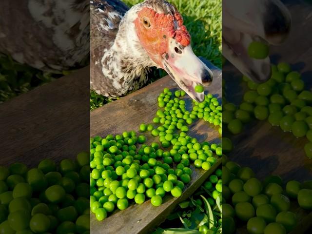 Muscovy duck likes green peas short #shorts #muscovyduck #duck #funnyducks #funnyanimals
