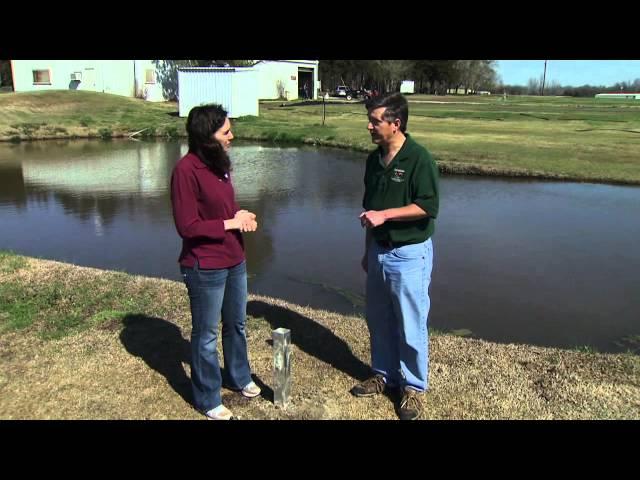 Attracting Purple Martins to the Landscape