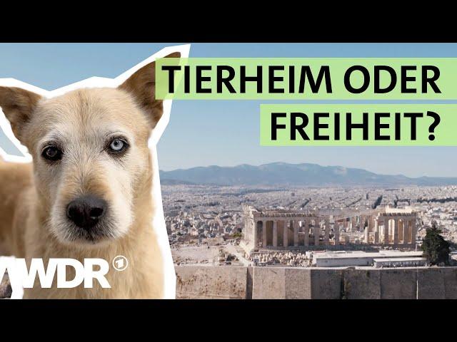 Straßenhunde in Griechenland: Im Einsatz für den Tierschutz | Tiere suchen ein Zuhause | WDR