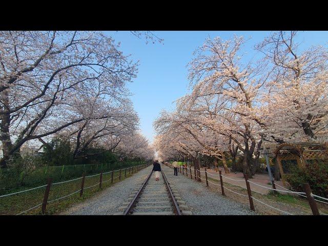 [진해벛꽃군항제투어.3.28] ｜우리한성필부동산