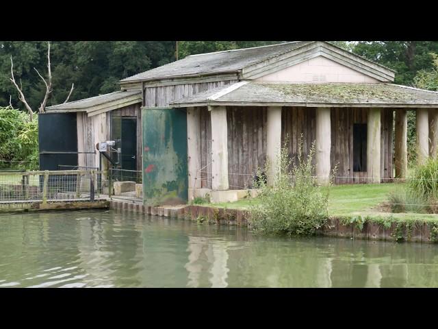 Silverback Gorilla Had His Own Private Island