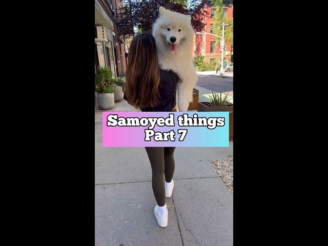 Do Samoyeds shed? Things you should know before getting one #dog #samoyed #shorts
