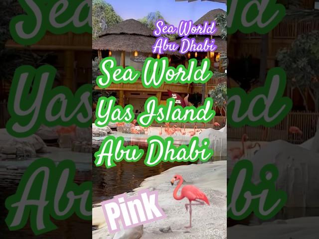 #flemingo #pinkflemingo #seaworld #seaworldabudhabi #uae #dubai #travel #instrumental #shorts