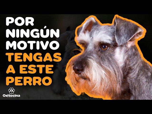 SCHNAUZER: 7 RAZONES PARA NO TENERLO