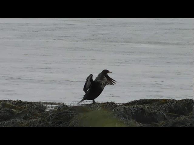 Beach film/Shout out for channel: Nature drone with makis theodorou