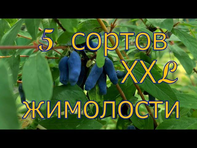 5 крупноплодных сортов ЖИМОЛОСТИ! Обзор урожая 2022! Тверская область, мой опыт