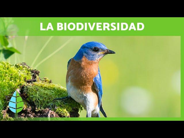 Qué es la BIODIVERSIDAD y su IMPORTANCIA 