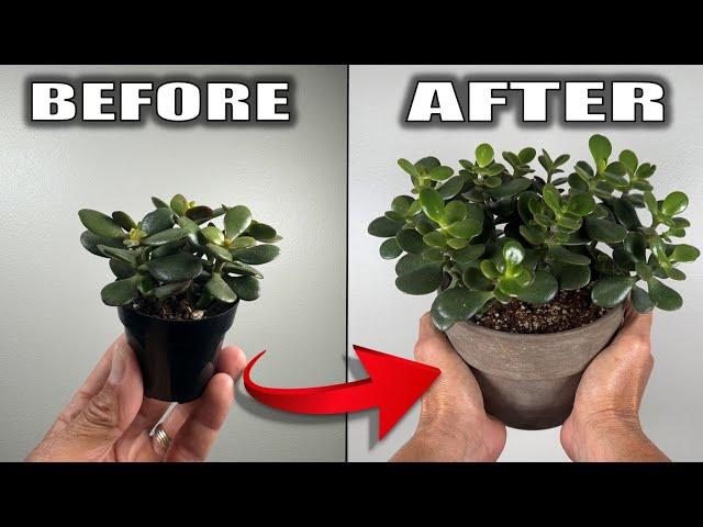 7 Jade Plant Care Tips That You Need to Know - Houseplant Care