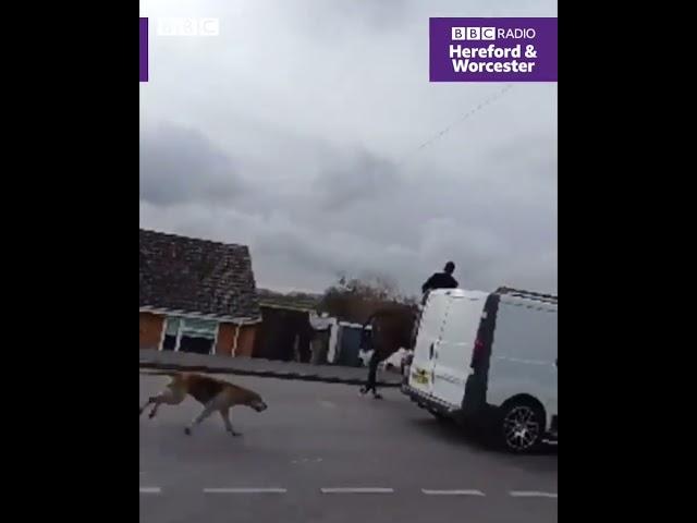 Ledbury Hunt chase fox onto a residential estate in Upton