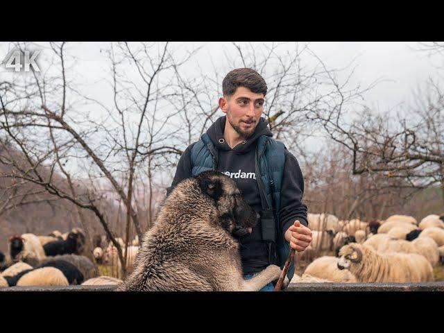 Salih's Love for Shepherding - Childhood Enthusiasm and the First Herd | Documentary-4K