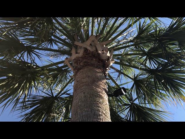 Palm Review: Sabal Palmetto