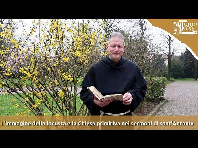 L'immagine della locusta e la Chiesa primitiva nei sermoni di sant'Antonio