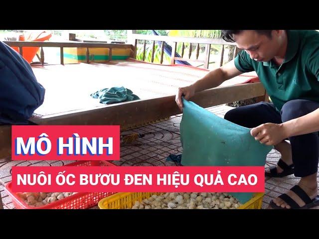 Chàng trai miền Tây và mô hình nuôi ốc bươu đen hiệu quả cao