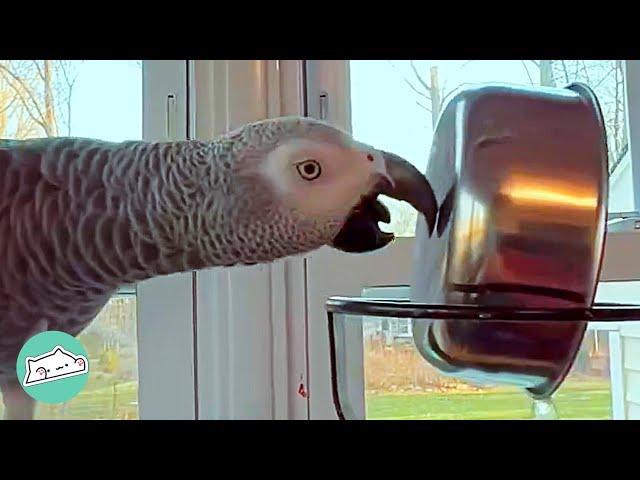 African Grey Became World's Biggest Troublemaker | Cuddle Parrots