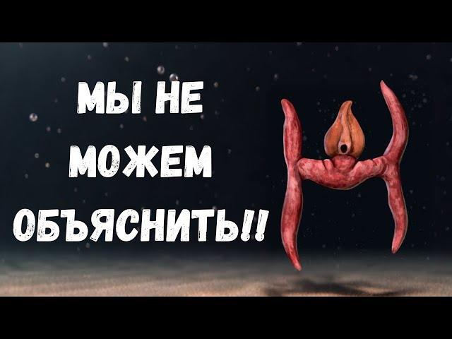 Самые Странные Вымершие Существа, Когда-Либо Найденные