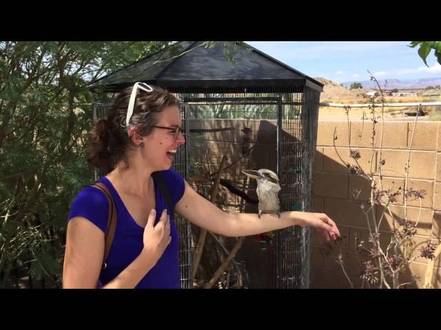 Kookaburra Laughing