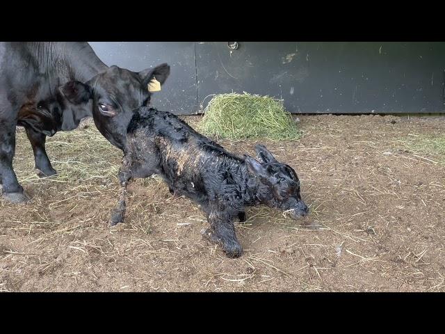 How fast can a new born calf learn to walk?