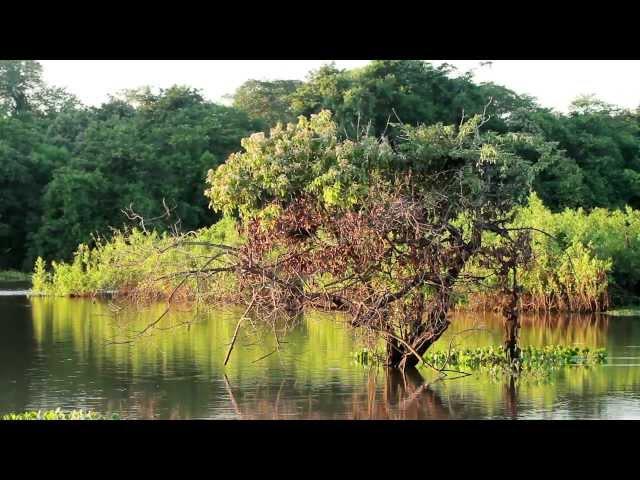 Pantanal