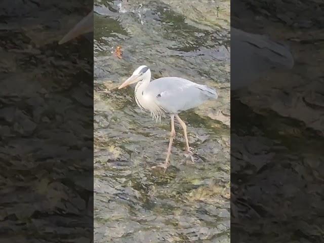 뇌 힐링/ 허수아비 낚시법../ 왜가리의 기다림../ South Korea Nowon Danghyeoncheon Stream ,