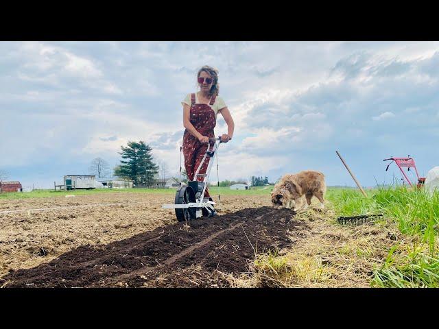 No Till Bed Prep, Last Minute Fall Greens