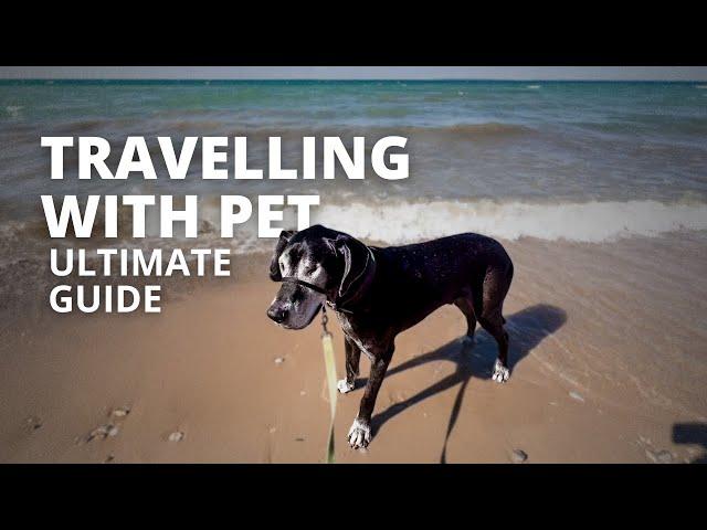  How to Travel with Pets in an RV | Tips for A Stress-Free Trip! 