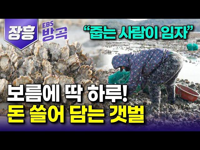 [전남 장흥] "오늘만큼은 주워 담는 사람이 임자!" 보름에 단 한 번 마음 가는 대로 자연산 굴 따기 허락된 주인 없는 석화 밭｜석화구이｜남포마을｜#한국기행 #방방곡곡