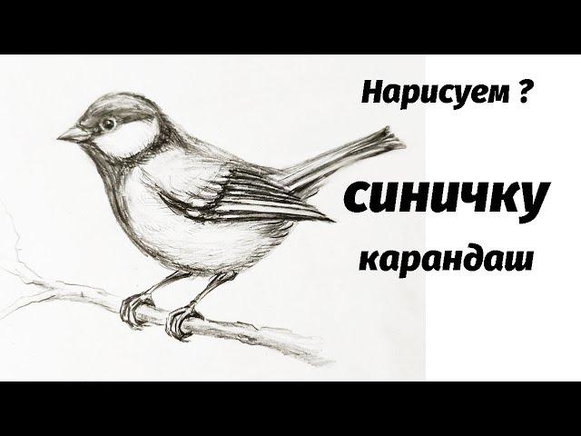 Как нарисовать синичку карандашом. Мастер-класс / Short pencil drawing tutorial: titmouse