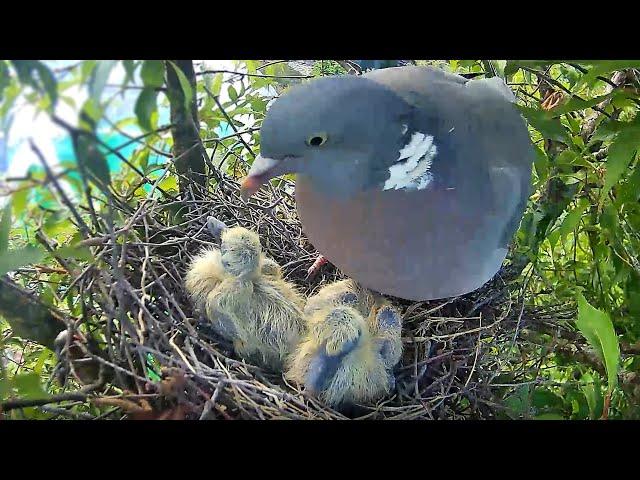 Wood Pigeon Nest Diary - Eggs, Chicks, Sadness and Success