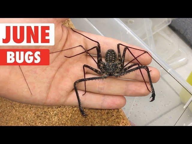 Creepy Bugs Compilation: Amazing Insects | Bug Compilation