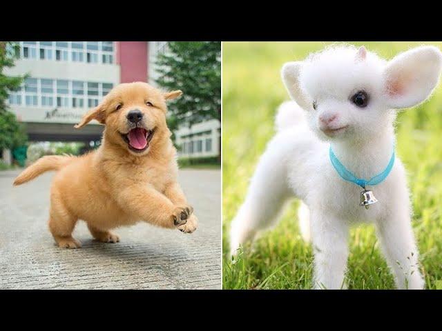 Funniest Animals 2024  Best Funny Cats and Dogs  Part 21 | Cute Baby Dogs