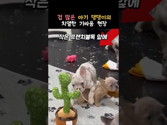 선인장을 만난 겁 많은 댕댕이 #동물 #강아지