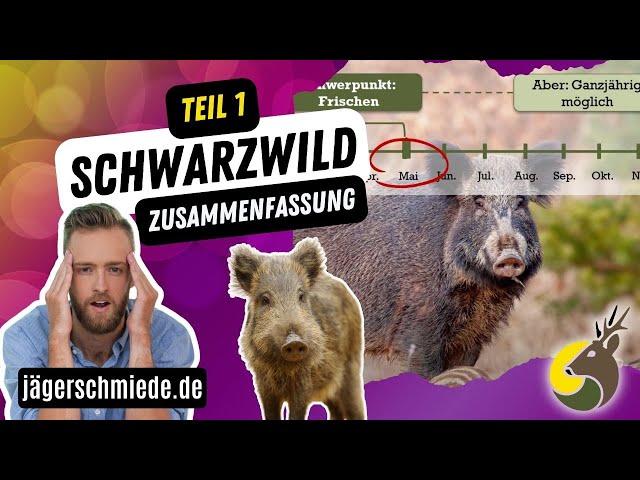  Schwarzwild - Zusammenfassung (Teil 1)