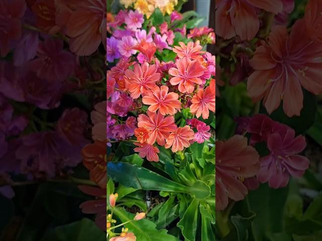 Lewisia cotyledon