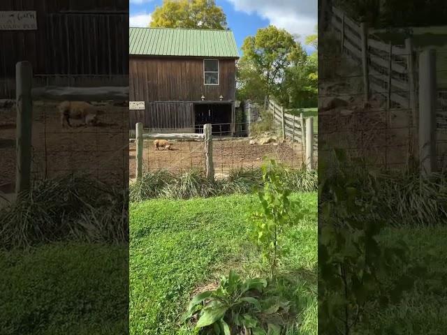 Escape artist are getting locked down! | #kunekune #pig #homesteading #farmlife