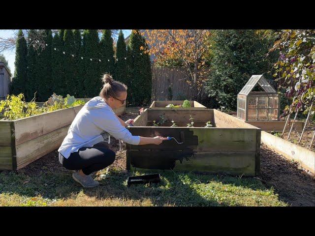 Transplanting Lilies, Dividing Geums, Moving Hydrangeas in a Drought, Staining Raised Beds