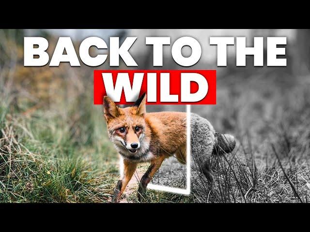 Foxy is Back To The Wild Forest