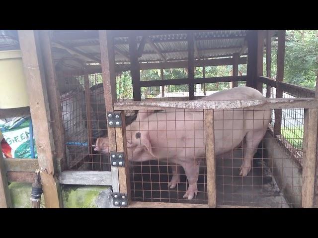 Mommy Pig enjoy drinking at the water nipple