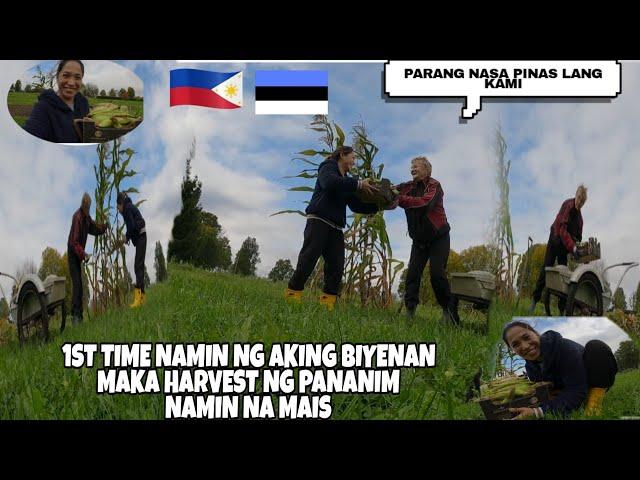 1ST TIME KO MAKA HARVEST NG MAIS  DITO SA LUGAR NG BIYENAN KO+GRABE ANG LALAKI|FILIPINA COUPLE IN