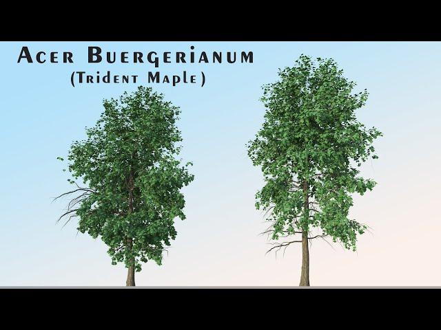 3d model of Acer Buergerianum Trees (Trident Maple) (2 Trees)