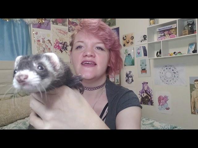 FuffyFerrets Ferret Introduction