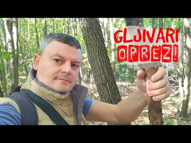 Berba Gljiva - Gljivari OPREZ ! Ovome se nisam nadao !