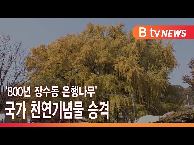 [인천]'800년 장수동 은행나무' 국가 천연기념물 승격/SK브로드밴드 뉴스