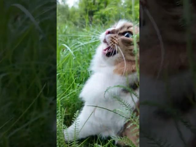 Сибирский характер. Кот Плюх.
