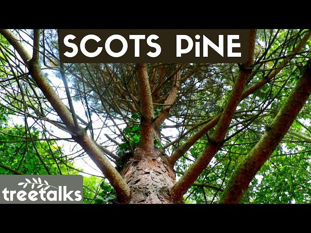 Scots Pine Tree - Facts & Identification