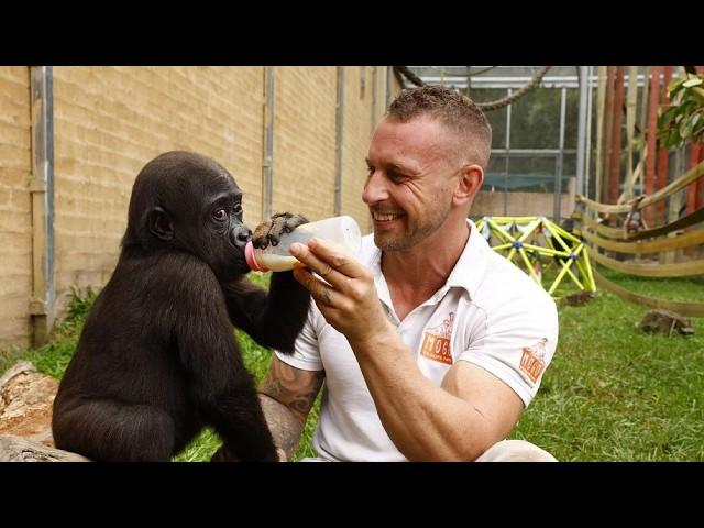 A Miracle of Love: Kaius the Gorilla's Story