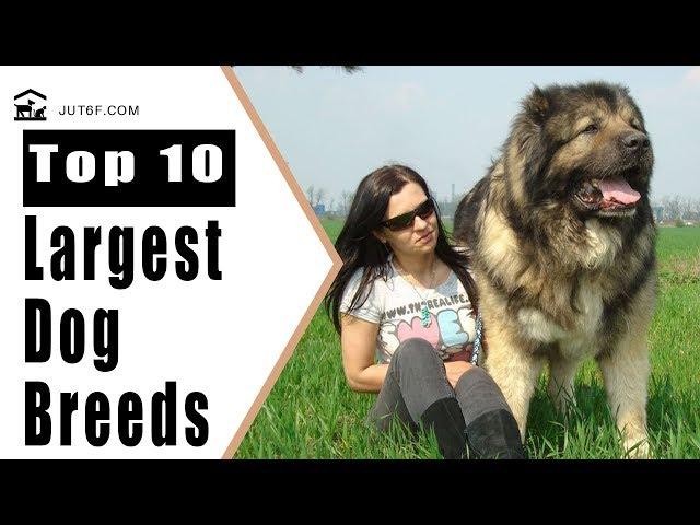 Biggest Dog In The World - Top 10 Largest Dog Breeds In The World